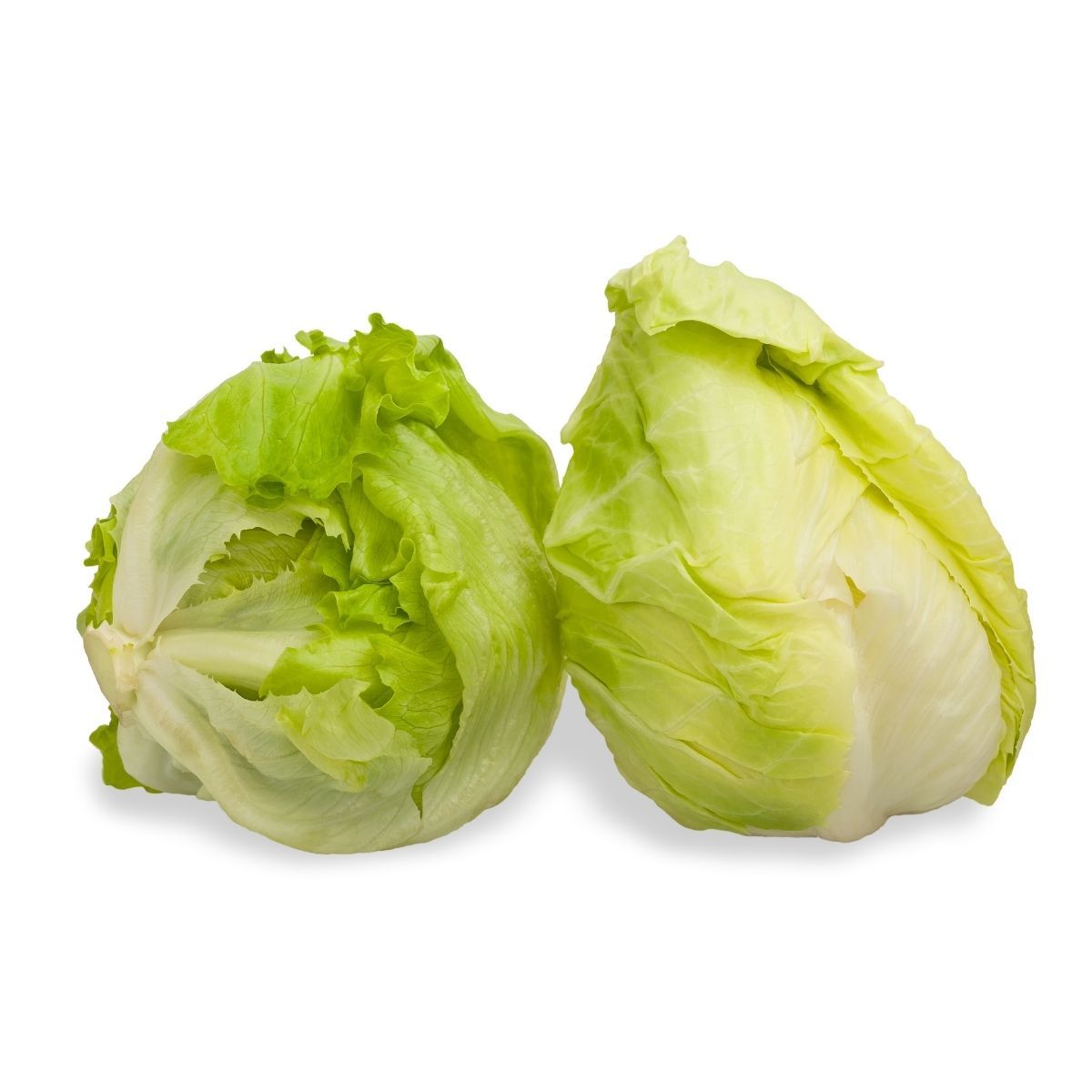ceberg Lettuce (Banda govi)