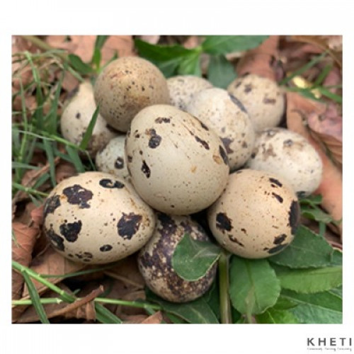 Quail Eggs (Battai ko Andaa)